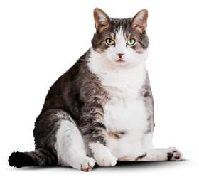 Фотография упитанного кота.