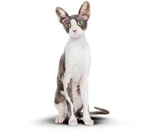 Фотография худого кота.